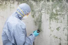 Best Real Estate Mold Inspection  in Brilliant, OH